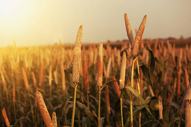 Top 10 best Health Benefits of Millets Eating